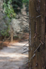 Árbol con grandes espinas y corteza