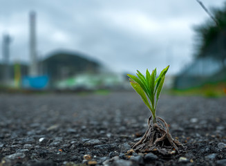 A plant reborn from asphalt