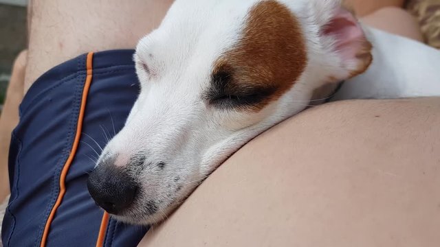 White puppy having rest outdoors