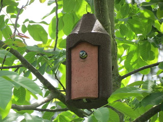 Meise schaut aus Schwegler Nistkasten 