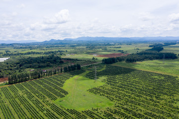 Coffee Plantation at Paksong Highland, Champasak, Lao PDR