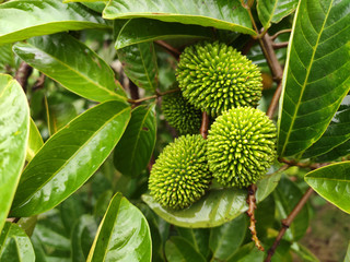 The pulasan fruit or scientific name Nephelium Mutabile Blume is often called wild rambutan by the locals. Grows in the tropics and have a sweet fruit.