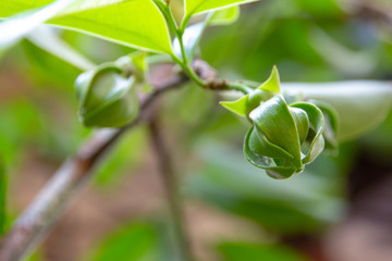 Ylang Ylang Flowers or Cananga odorata flower on tree , Thailand