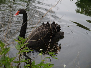 Fototapeta premium Schwarzer Schwan auf dem See