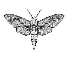 Obraz na płótnie Canvas Sphingidae hawk-moths graphic