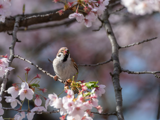 スズメと桜の花