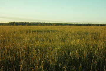 wheat field