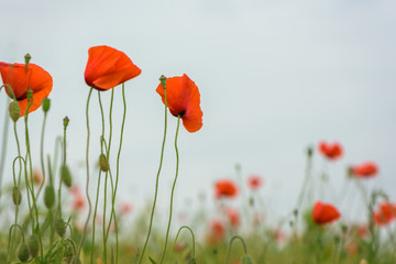 floral design, decoration flowers. Beautiful red poppies in front of blue sky