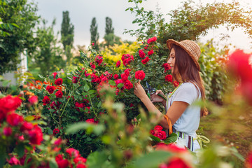 Senior woman gathering flowers in garden. Middle-aged woman smelling and cutting roses off....
