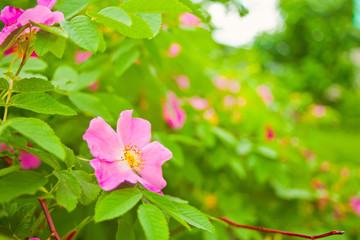 Flowers of dog-rose rosehip growing in nature