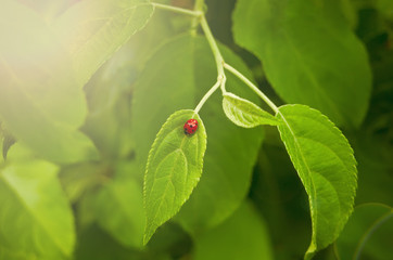 A ladybug walking on the wild plant leaf.