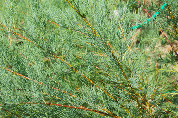 juniperus scopulorum rocky mountain juniper green shrub
