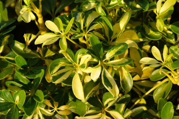 Obraz premium Schefflera actinophylla or umbrella tree yellow and green leaves