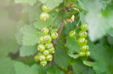 Immature, green currant berries on the branch. Young berries of red currant.