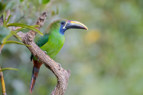 emerald toucanet or northern emerald toucanet (Aulacorhynchus prasinus)