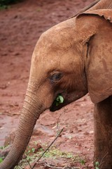 Fototapeta na wymiar Baby Elephants at the Animal Orphanage, Kenya