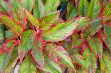 aglaonema plant siam aurora green leaves with red 