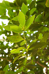sweet bay tree evergreen shrub