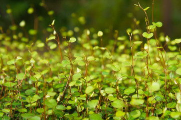 Fototapeta na wymiar Muehlenbeckia complexa maiden hair climber green plant