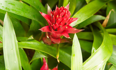 guzmania conifera red flower with green leaves