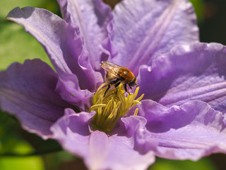 Honey bee on a mauve clematis flower