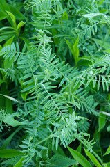 Vicia villosa hairy vetch green plant