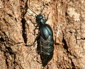 The violet oil beetle (Meloe violaceus)