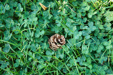 white clover green lawn background