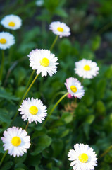 White daisies flowers growing on the lawn vertical