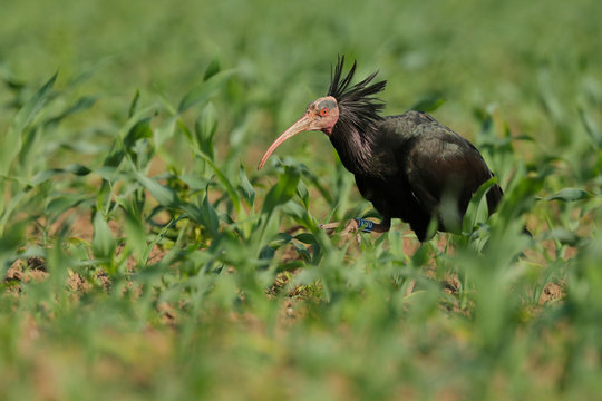 ibis eremita in campo di mais