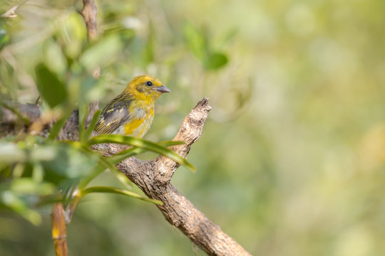 flame-colored tanager (Piranga bidentata)
