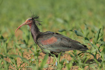 Naklejka premium Ibis eremita in campo di mais