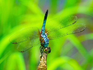beautiful dragonfly(grasshopper).The colors on dragonfly were very beautiful The environment was very modest
