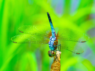 beautiful dragonfly(grasshopper).The colors on dragonfly were very beautiful The environment was very modest