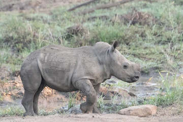 Naklejka premium A baby white rhino exploring, iMfolozi, South Africa.