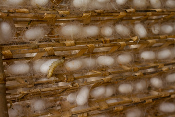 Photography of silk production in Vietnam.