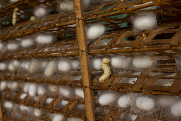 Photography of silk production in Vietnam.