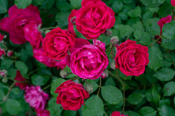 Garden roses covered with rain droplets. Red, yellow, pink roses in the garden. Raindrops, dew on the petals and leaves of roses. Beautiful blooming roses.