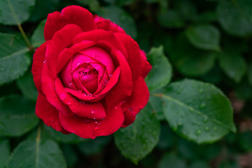 Garden roses covered with rain droplets. Red, yellow, pink roses in the garden. Raindrops, dew on the petals and leaves of roses. Beautiful blooming roses.