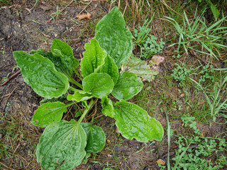 Plantin: soulage les piqûres insectes