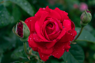 Garden roses covered with rain droplets. Red, yellow, pink roses in the garden. Raindrops, dew on the petals and leaves of roses. Beautiful blooming roses.