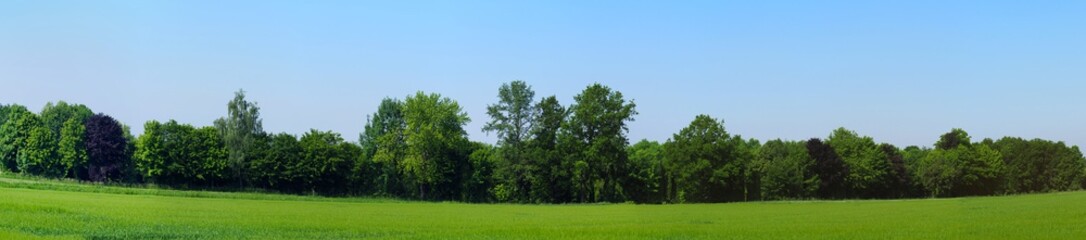 panorama photo of different types of trees