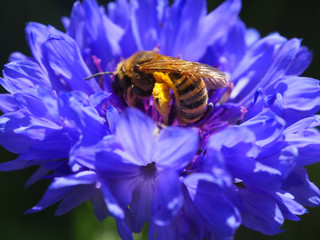 bee collects nectar from blue flower