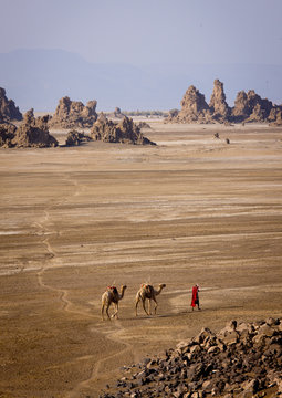 Afar Man And His Camels, Lake Abbe, Djibouti