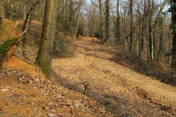 Road in the woods convenient to reach areas that would otherwise be inaccessible quickly