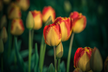 Yellow and red blooming spring Tulips