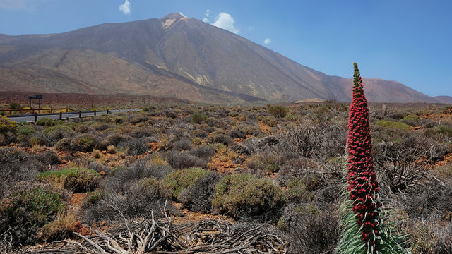 Landscape of Teide National Park, with the volcano, Pico del Teide surrounded by the endemic vegetation and one lonely flower of Echium wildpretii or Tajinaste Rojo, Tenerife, Canary Islands, Spain