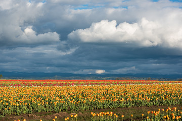 Overcast stormy weather clouds over vibrant field of tulips in Oregon