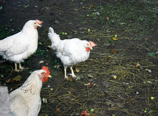 A group of three white chickens looking at the camera in the open air. Close-up.