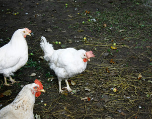 A group of three white chickens looking at the camera in the open air. Close-up.